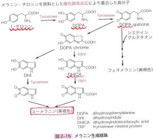 メラニン生成経路