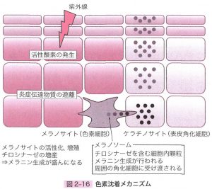 色素沈着メカニズム