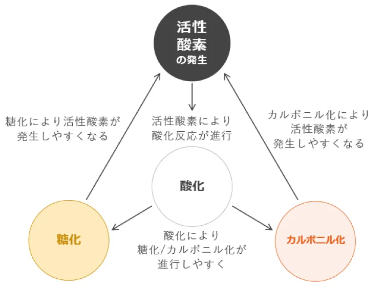 「酸化」「糖化」「カルボニル化」