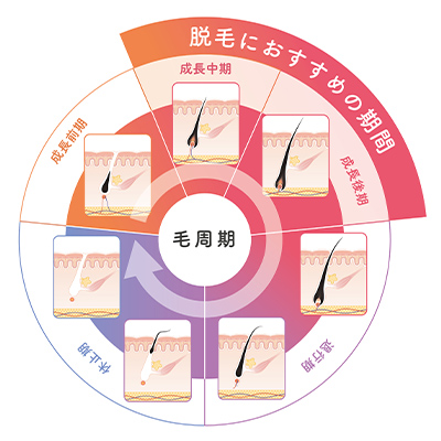 毛周期