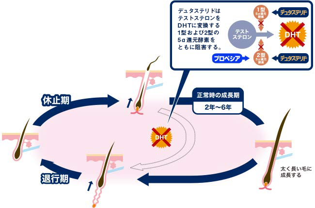 デュタステリドによるヘアサイクルの変化