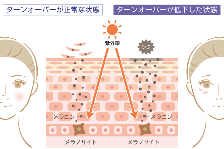 肌のターンオーバーの仕組み